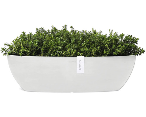 Pflanzkasten mit Thymian