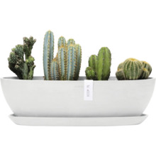 Verschiedene Kakteen in einem weißen Pflanzgefäß