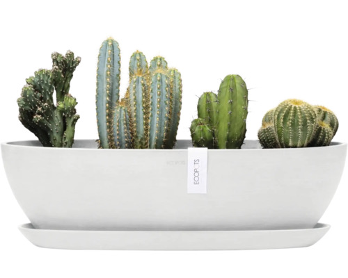 Verschiedene Kakteen in einem weißen Pflanzgefäß