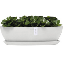 Pfefferbaum in einem weißen Pflanzgefäß mit Untersetzer