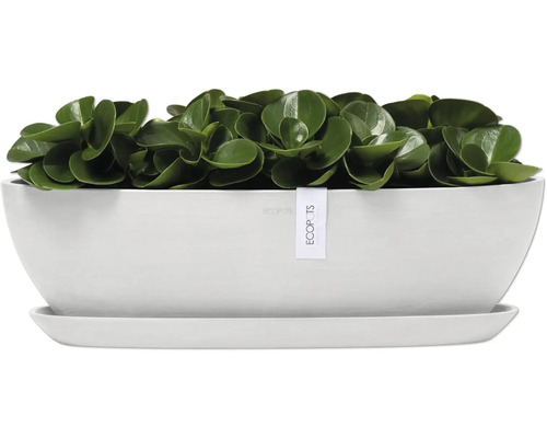 Pfefferbaum in einem weißen Pflanzgefäß mit Untersetzer