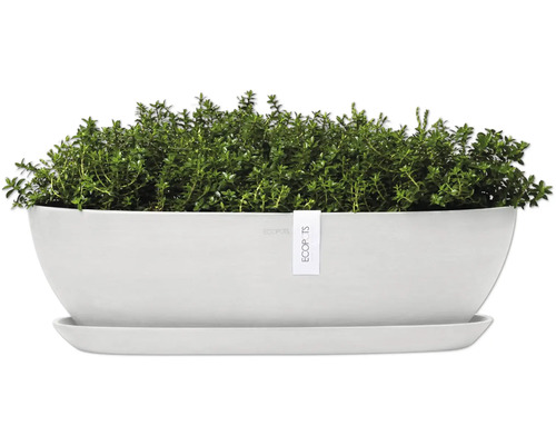 Thymian in Pflanzgefäß