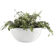 Knopffarn in weißem Pflanzgefäß