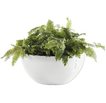 Zimmerpflanze mit Farn in weißem Topf