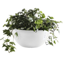 Efeu in weißem Topf