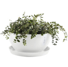 Zimmerpflanze in einem Topf mit Untersetzer