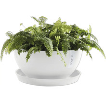 Zimmerpflanze mit Farn in weißem Topf mit Untersetzer