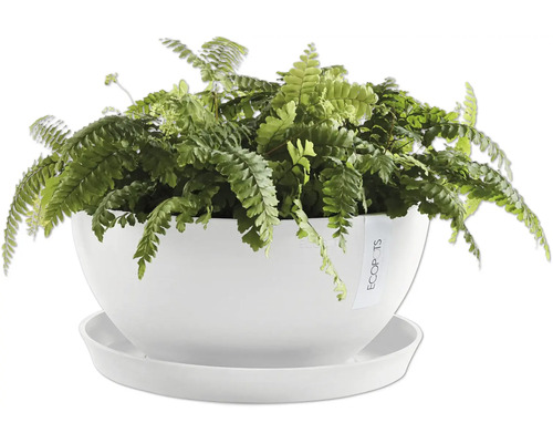 Zimmerpflanze mit Farn in weißem Topf mit Untersetzer