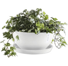 Efeu in einem weißen Blumentopf mit Untersetzer