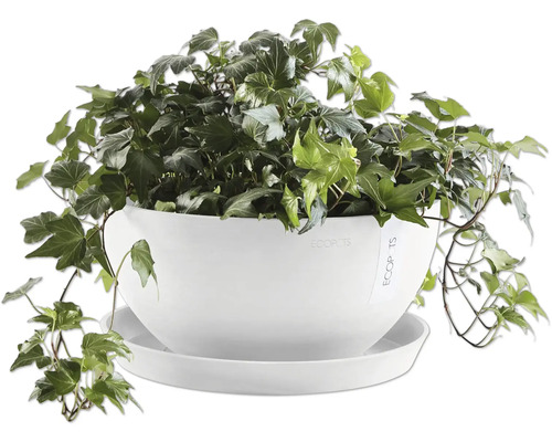 Efeu in einem weißen Blumentopf mit Untersetzer