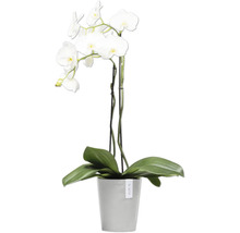 Weiße Orchidee im Topf