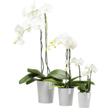 Drei weiße Orchideen in Töpfen unterschiedlicher Größe