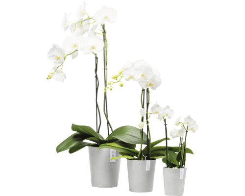 Drei weiße Orchideen in Töpfen unterschiedlicher Größe