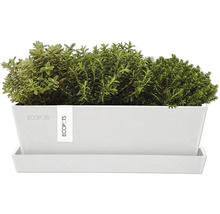 ECOPOTS Pflanzgefäß mit Bepflanzung