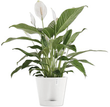 Einblatt Pflanze in einem Topf