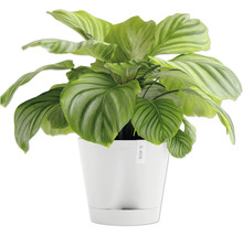 Calathea Zimmerpflanze in einem weißen Topf