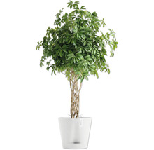 Schefflera Zimmerpflanze im Topf