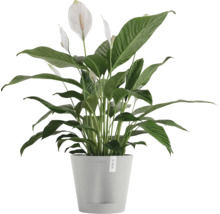 Einblatt Pflanze im Topf