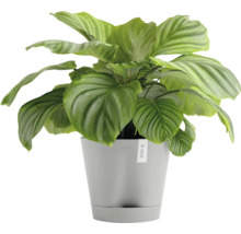 Calathea Zimmerpflanze im Topf