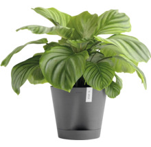 Calathea Zimmerpflanze in einem Topf