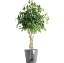 Schefflera Zimmerpflanze im Topf