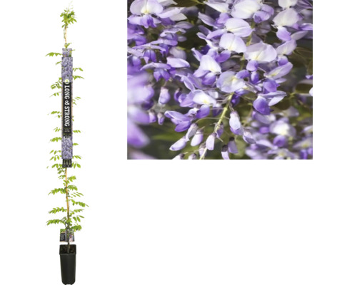 Blauregen, Glyzine FloraSelf Wisteria sinensis 'Prolific' H ca. 190 cm Co 5,25 L Blauregen im Topf mit violetten Blüten