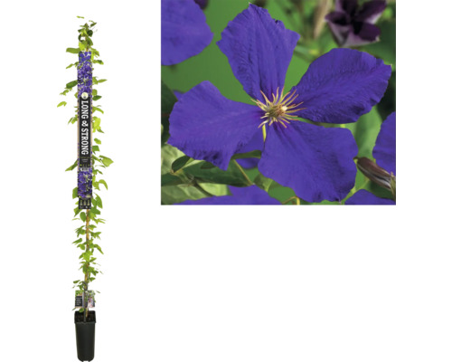 Großblumige Waldrebe FloraSelf Clematis Hybride 'Jackmanii' H 190 cm Co 5,25 L