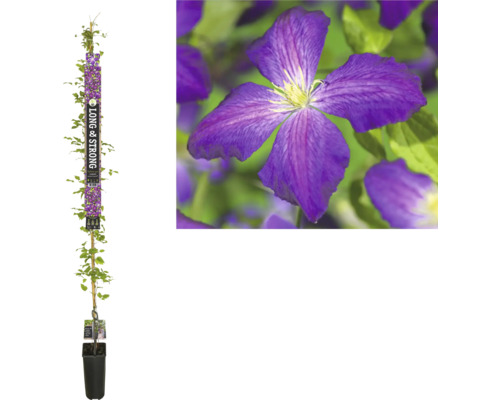 Großblumige Waldrebe FloraSelf Clematis 'Zojapur' H 190 cm Co 5.25 L