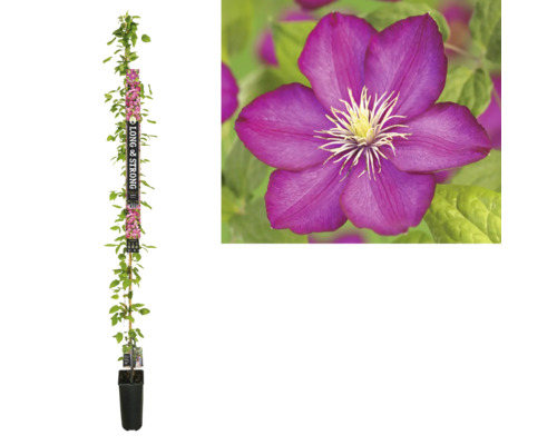 Großblumige Waldrebe FloraSelf Clematis Hybride 'Ville de Lyon' H ca. 190 cm Co 5,25 L