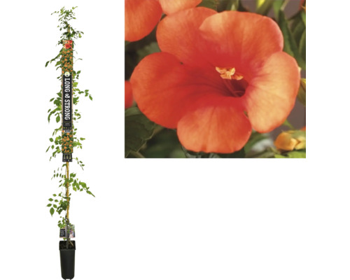 Klettertrompete FloraSelf Campsis tagliabuana 'Madame Galen' H ca. 190 cm Co 5,25 L Trompetenblume an einem Bambusstab im Topf