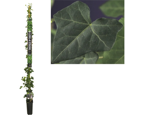 Efeu FloraSelf Hedera hibernica H ca. 190 cm Co 5,25 L