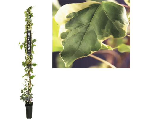 Gelbbunten Efeu FloraSelf Hedera 'Gloire de Marengo' H ca. 190 cm Co 5,25 L