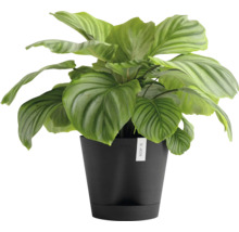 Calathea Orbifolia Zimmerpflanze in einem Topf