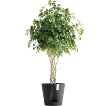 Schefflera Zimmerpflanze im Topf
