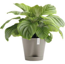 Calathea Zimmerpflanze in einem Topf