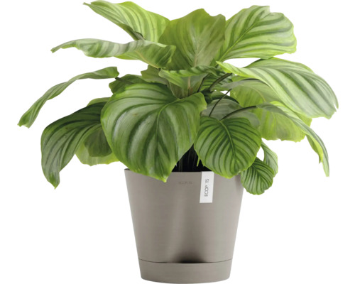 Calathea Zimmerpflanze in einem Topf