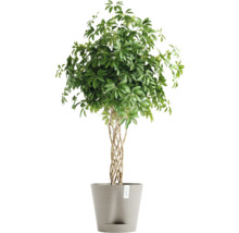 Schefflera Arboricola Zimmerpflanze im Topf