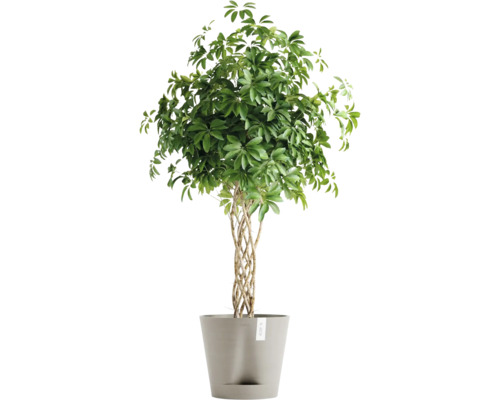 Schefflera Arboricola Zimmerpflanze im Topf