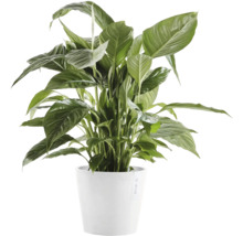 Einblatt Pflanze in einem Topf