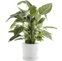 Einblatt Zimmerpflanze im Topf