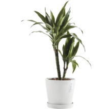 Drachenbaum Zimmerpflanze im Topf