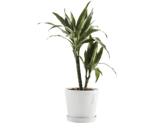 Drachenbaum Zimmerpflanze im Topf