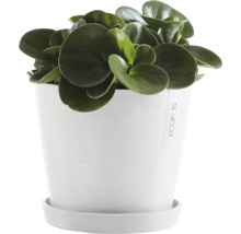 Pfefferpflanze im Topf mit Untersetzer