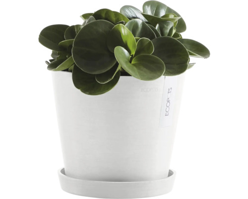 Pfefferpflanze im Topf mit Untersetzer