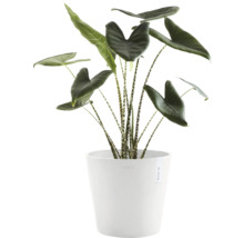 Zimmerpflanze Alocasia Zebrina in einem Topf