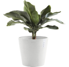 Banane im weißen Topf