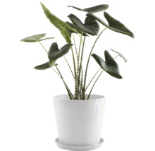 Zimmerpflanze Alocasia Zebrina in einem Topf