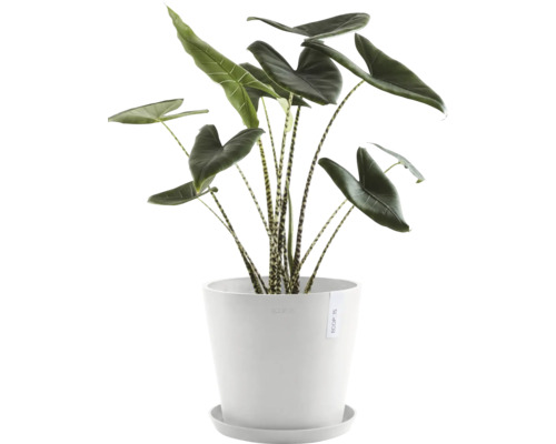 Zimmerpflanze Alocasia Zebrina in einem Topf