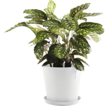 Calathea im Topf für den Innenbereich