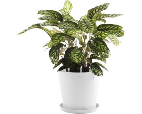 Calathea im Topf für den Innenbereich